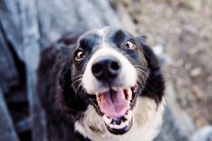 Protecting Our Pet Friends: Avoiding Electrical Hazards at Home